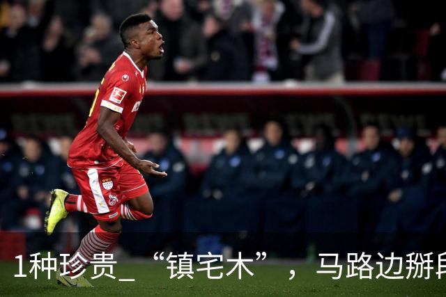 1种珍贵 “镇宅木”，马路边掰段枝 “扦插”，养上2～3年做个造型